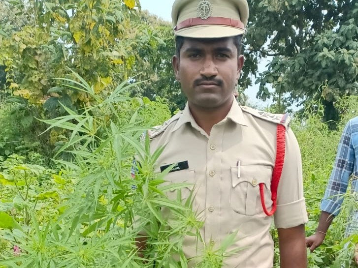 రూ.4.40 లక్షల విలువైన గంజాయి పట్టివేత