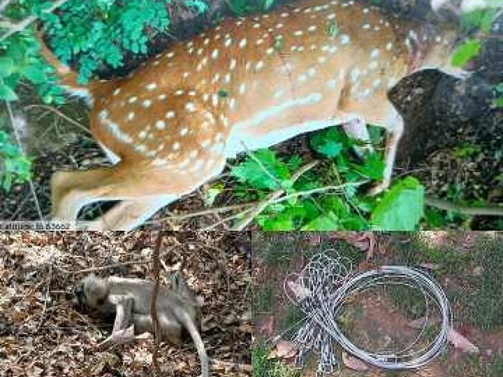వేటగాళ్ల ఉచ్చులకు మూగజీవాలు బలి