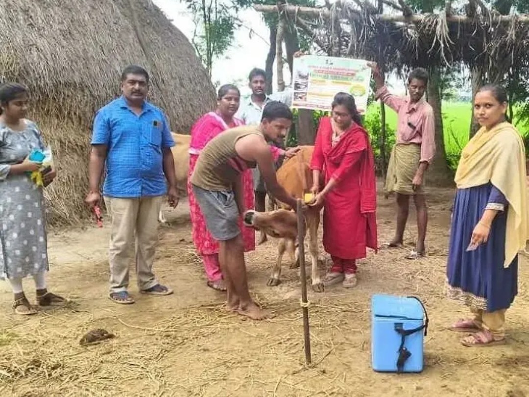 ‘పశువులకు టీకాలు తప్పనిసరిగా వేయించాలి’