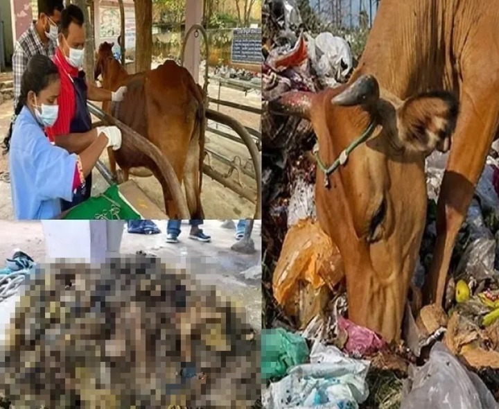 వ్యర్ధాల మేత.. కడుపు కోత