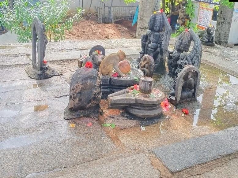 భీమేశ్వర దేవాలయంలో అరుదైన ఘటన