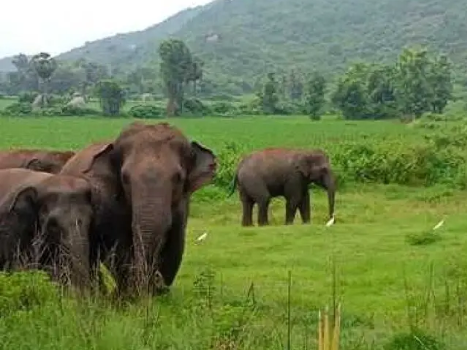 చినమరికి సమీపంలో ఏనుగుల గుంపు