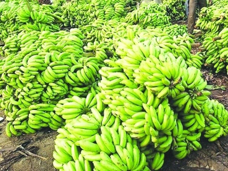 పడిపోయిన అరటి తర.. రైతుల్లో ఆందోళన