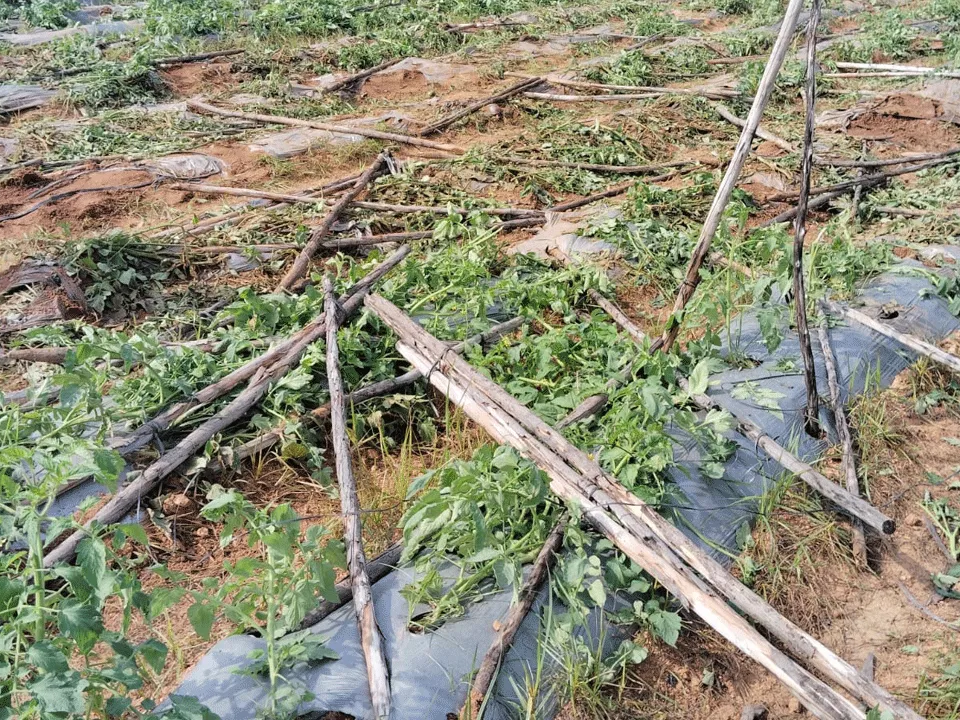 పులిచెర్లలో పంటలను ధ్వంసం చేసిన ఏనుగుల