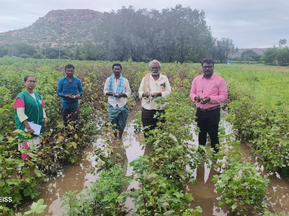 నీట మునిగిన పంట పొలాలను పరిశీలించిన ఏవో