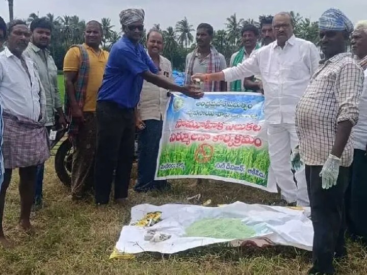 ఎలుకల నివారణతోనే అధిక దిగుబడులు