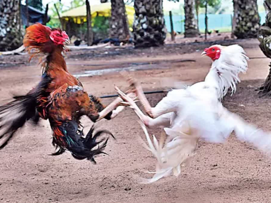 కోడి పందేలు ఆడుతున్న 11 మంది అరెస్ట్