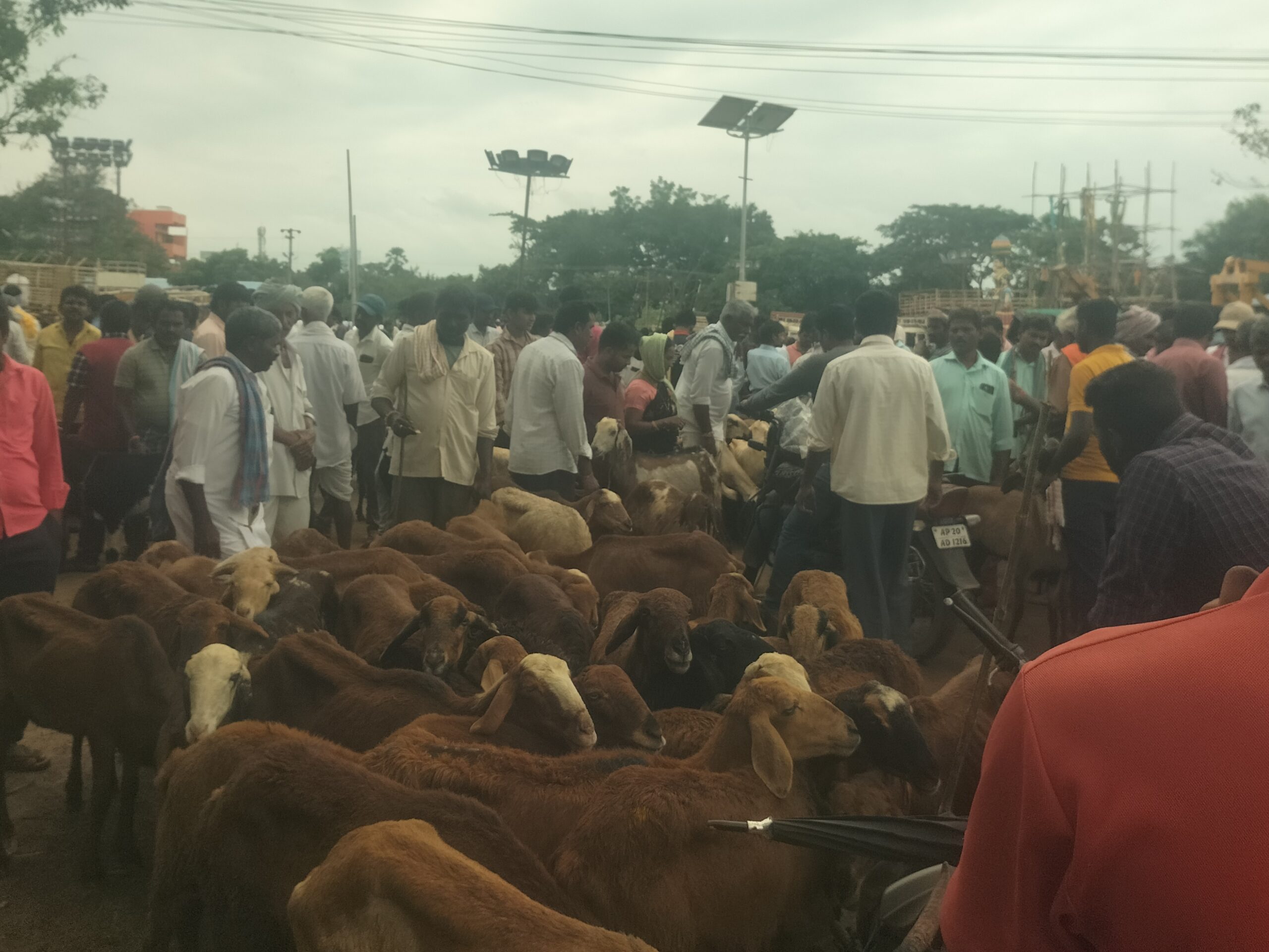 జోరుగా కొనసాగుతున్న గొర్రెల సంత
