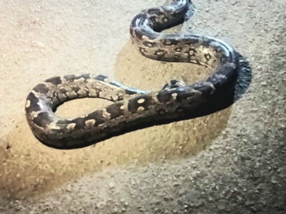 మాదారంలో కొండచిలువ కలకలం