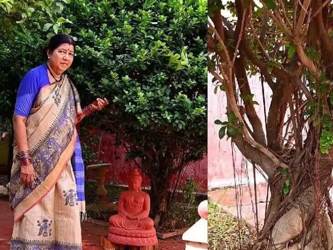 భారీ బోన్సాయ్ వృక్షం ఎక్కడో తెలుసా..?