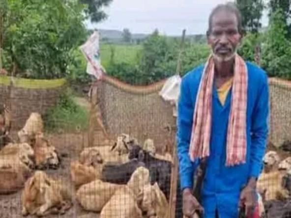 గొర్రెల మందపై అడవి జంతువు దాడి