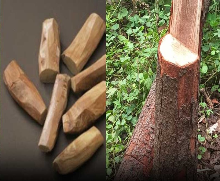 శ్రీగంధం చెట్ల సాగు.. రైతులకు దొంగల భయం