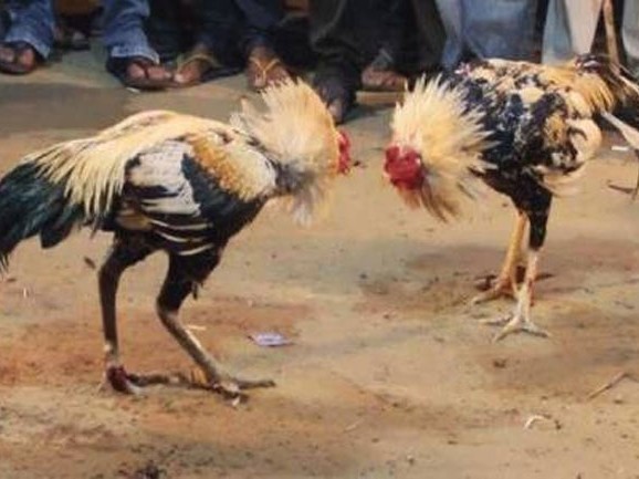 కోడి పందాల శిబిరంపై దాడి.. 13 మంది అరెస్ట్