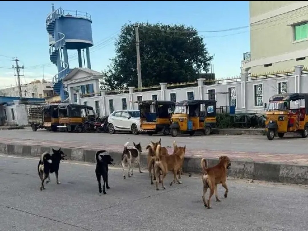 కల్లూరులో వీధి కుక్కలు హల్‌చల్