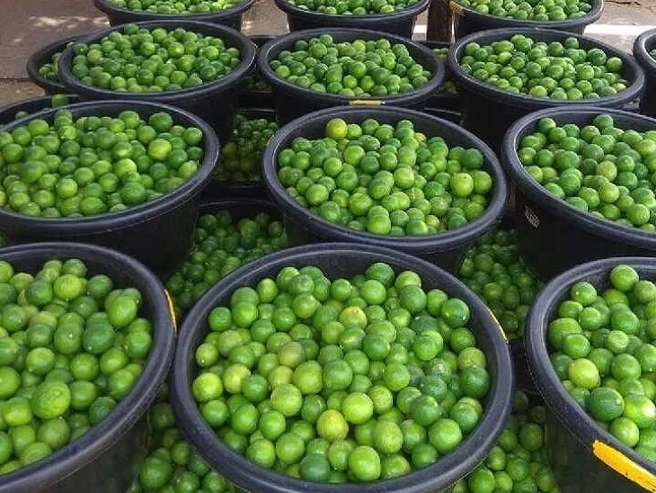 గిట్టుబాటు ధర లేక నిమ్మ సాగు తగ్గుముఖం