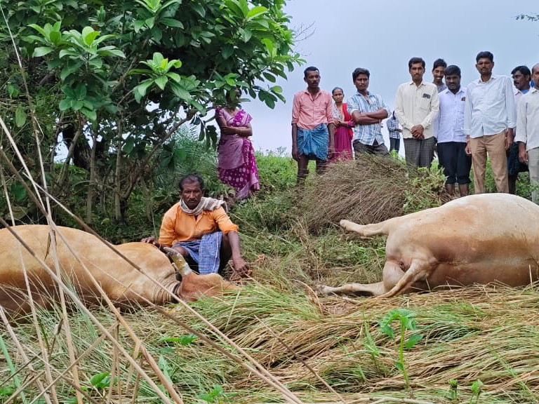 పిడుగు పాటుకు గురై 2 ఎద్దులు మృతి
