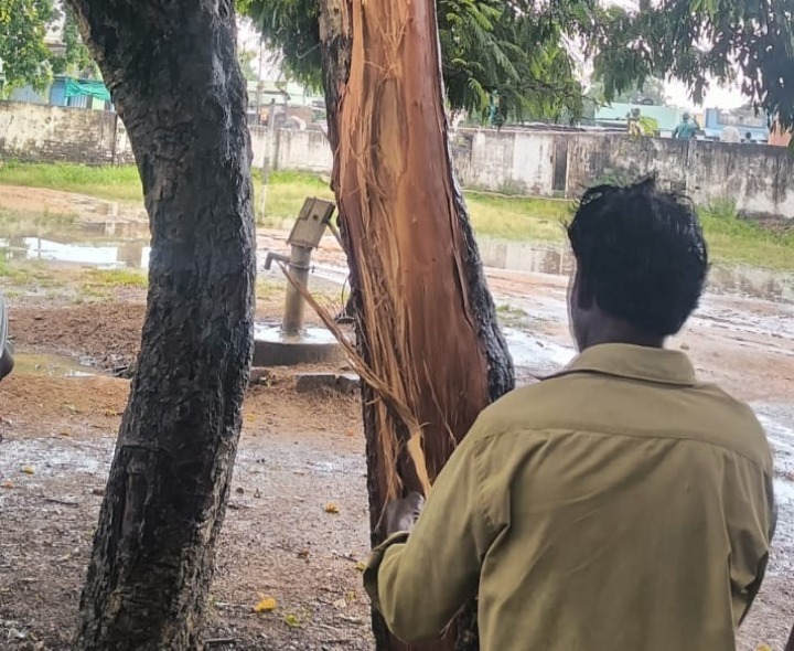 వనంవారి కిష్టాపురం హైస్కూల్లో చెట్టుపై పడిన పిడుగు