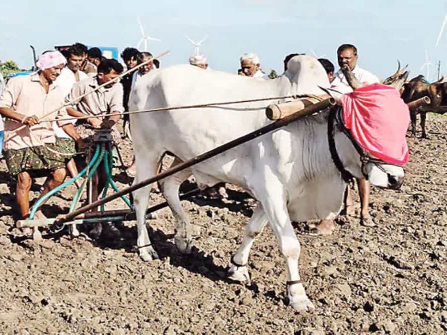 ఎద్దు కళ్లకు గంతలు కట్టి విత్తనం వేసిన రైతు