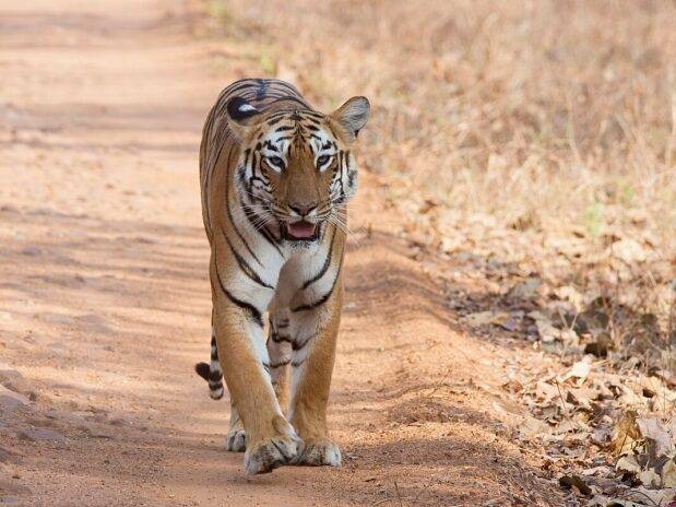 ఏటీఆర్ పెద్దపులి దర్శనం