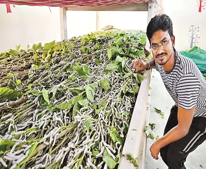 సాఫ్ట్ వేర్ ఉద్యోగి.. పట్టుపురుగుల పెంపకం!