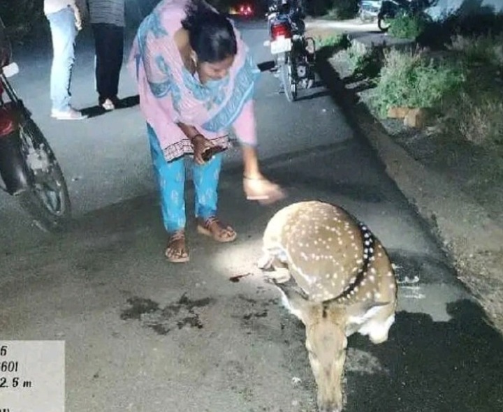 దుప్పిని ఢీకొన్న గుర్తు తెలియని వాహనం