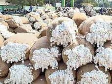 భారీగా పెరిగిన పత్తి విక్రయాలు