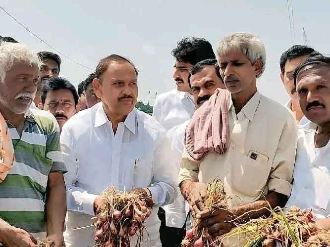 హెక్టారుకు రూ.50 వేల సాయం ఎక్కడ? : రఘురామిరెడ్డి