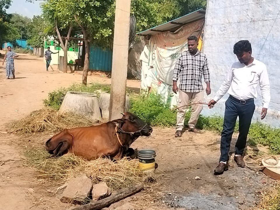 రేబిస్ లక్షణాలున్న ఆవుకు వైద్య పరీక్షలు