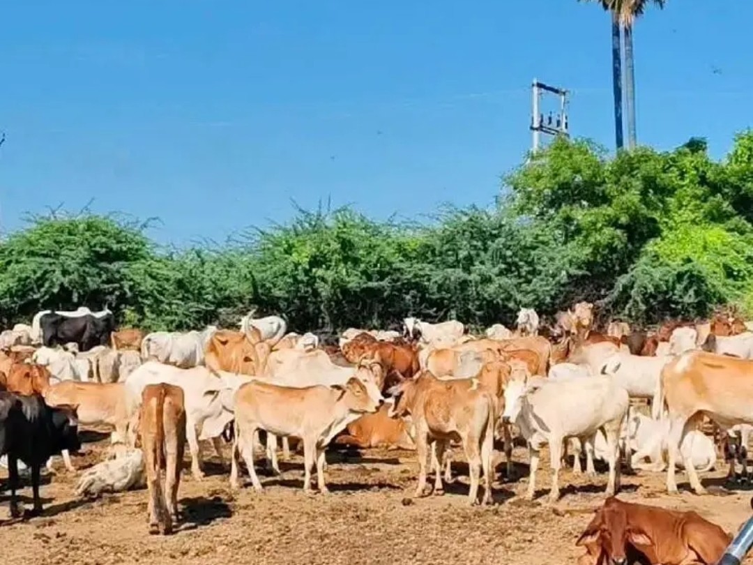 అనంతవరం గోశాలకు నోటీసులు