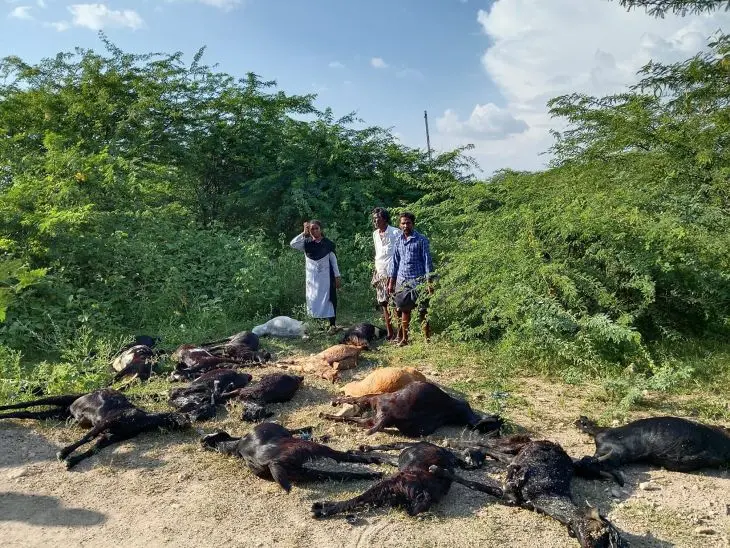 విషపు ఆహారం తిని 20 మేకలు మృత్యువాత