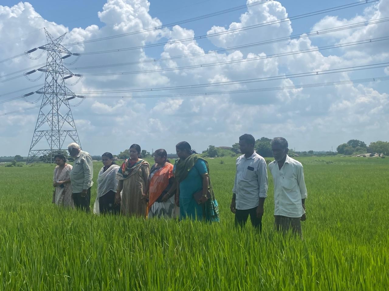 వరి పొలాలను కెవికె వైరా శాస్త్రవేత్తలు పరిశీలన