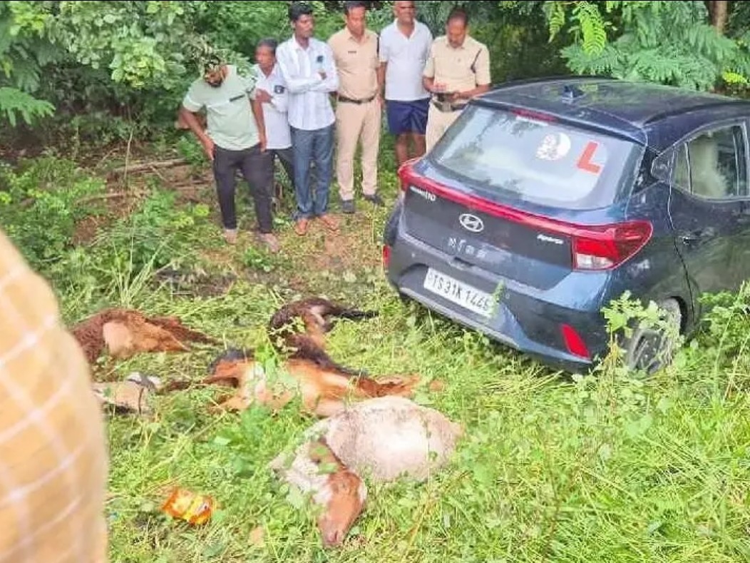 కారు ఢీకొని.. గొర్రెలు మృతి