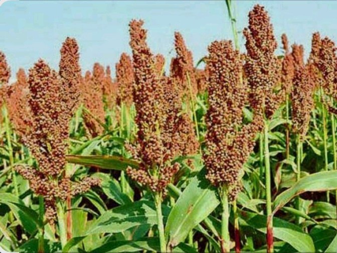 ఈ సరైన ఎర్రజొన్న రైతు లాభాపడేనా