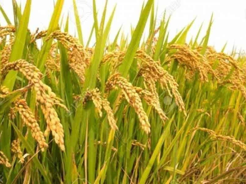 ఈనెల 14న వరి వేలంపాట