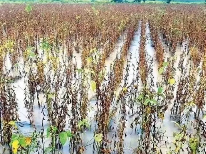 సోయా రైతులకు… కోలుకొని నష్టం