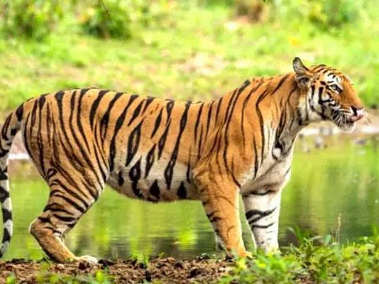 ‘తల్లి పులి, పిల్ల పులి సంచారం.. ప్రజలు అప్రమత్తంగా ఉండాలి’