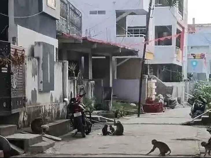 శివనగర్‌లో కోతుల బెడద