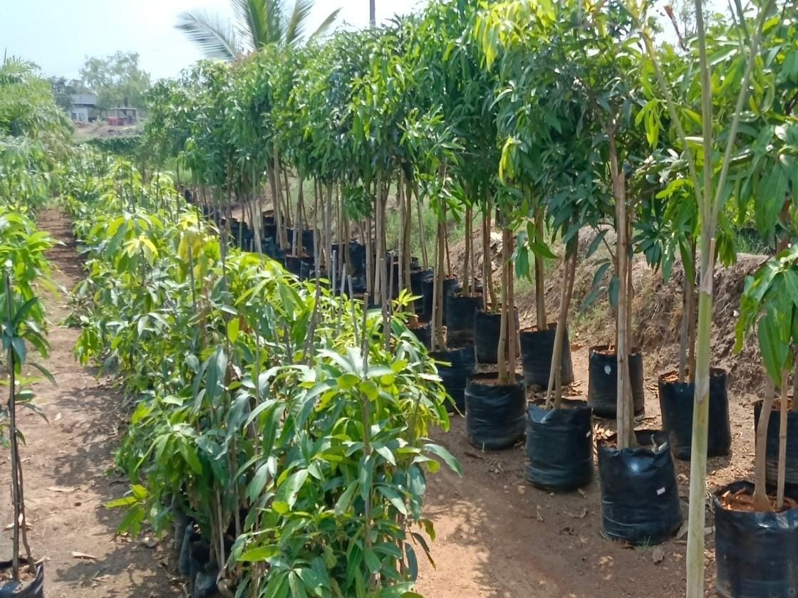 ‘ఉచిత పండ్ల మొక్కలను సద్వినియోగం చేసుకోండి’
