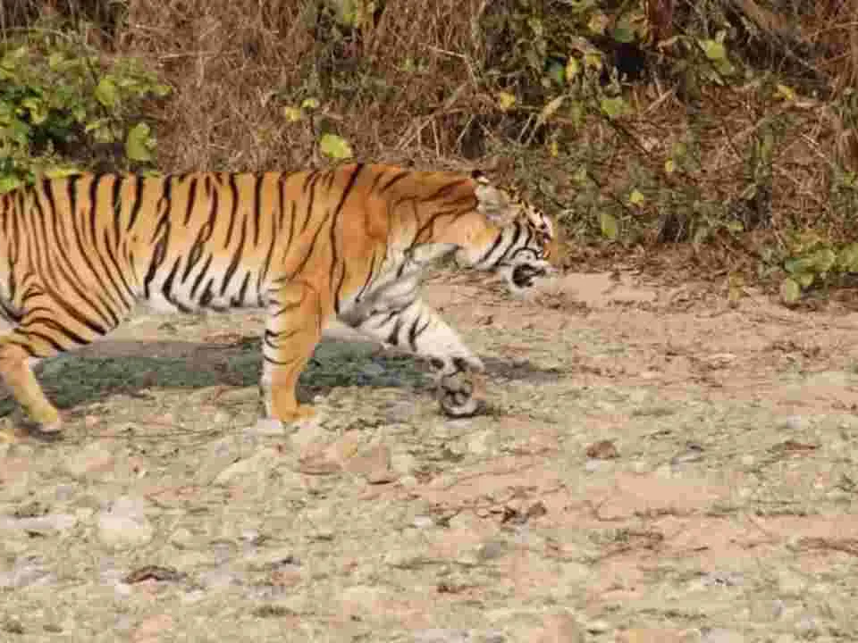 దిగువమెట్ట తండాలో పులి సంచారం
