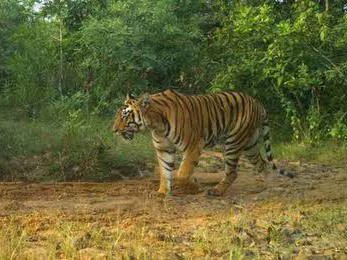 పెద్దపులి సంచారంతో భయాందోళన