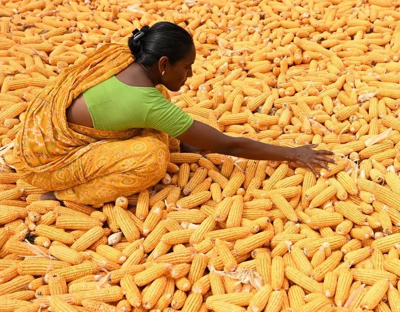 మార్క్ ఫెడ్ ద్వారా మక్కలు కొనుగోలు!