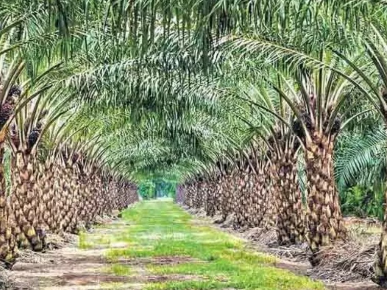 పామాయిల్ ఉత్పత్తి.. అగ్రస్థానంలో భద్రాద్రి..?