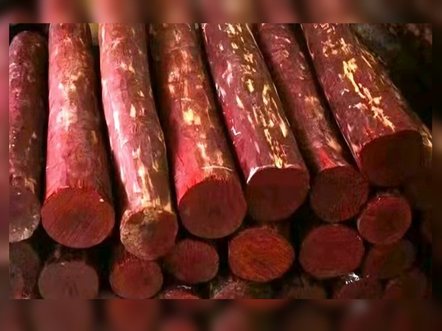 10 టన్నుల ఎర్రచందనం స్వాధీనం