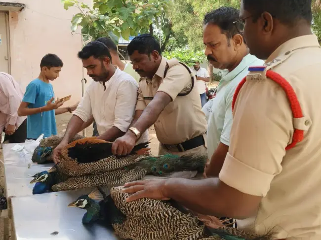 అస్వస్థతకు గురైన నెమళ్లకు చికిత్స