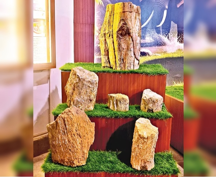 100 అడుగుల చెట్టు.. 200 మిలియన్ ఏళ్ల చరిత్ర!