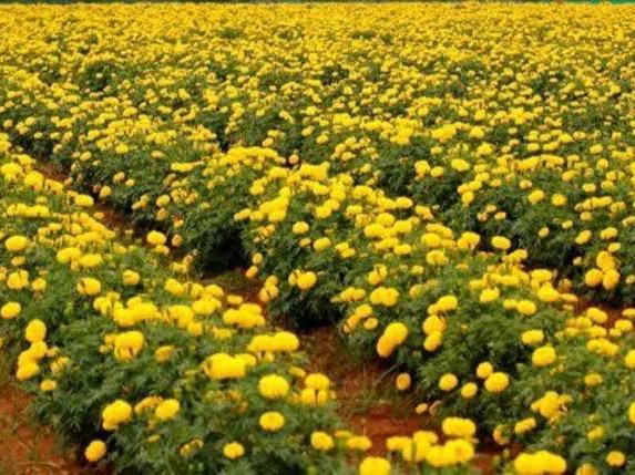 అధిక వర్షాలతో బంతి సాగు రైతులకు నష్టాలు