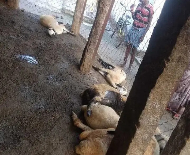 ఒక్క రాత్రిలో 10 గొర్రెలు మృతి