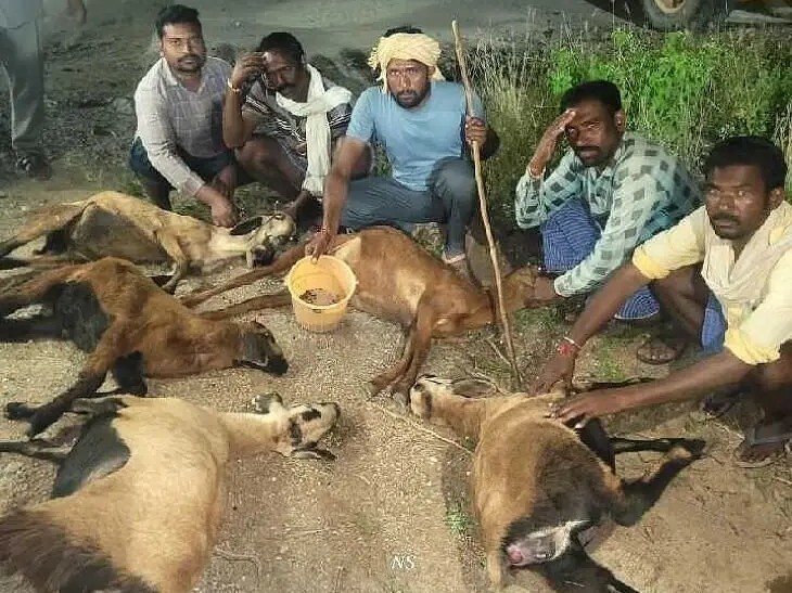 గడ్డి మందు కలిపిన నీళ్లు తాగి ఆరు గొర్రెల మృతి