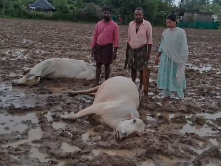 పిడుగుపాటుకు రెండు ఆవులు మృతి