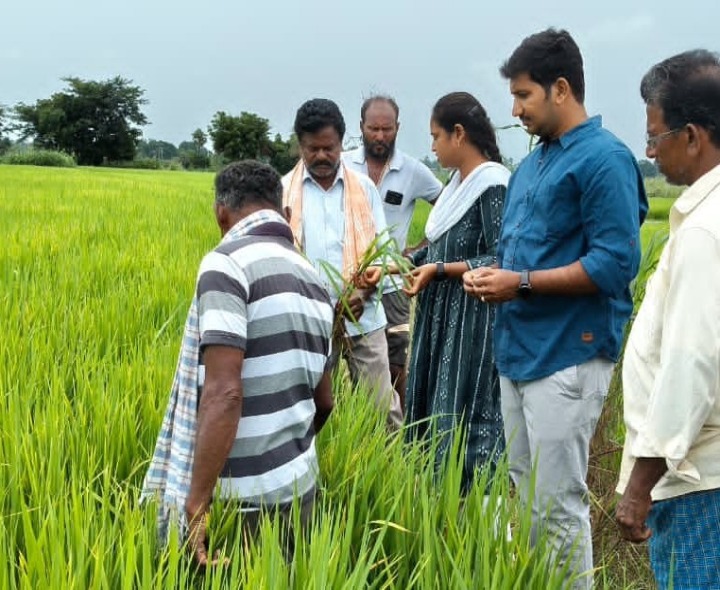 వరి పంట పొలాలను పరిశీలించిన AEO